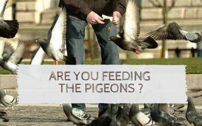 Are you feeding the pigeons?